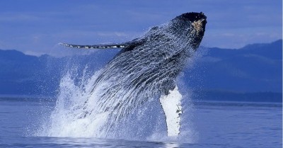 Активность эфириум-китов усилилась до двухлетнего максимума