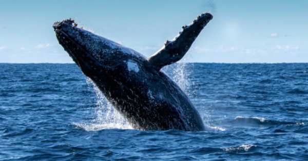 Известный трейдер: Нет доказательств того, что киты манипулируют курсом биткоина