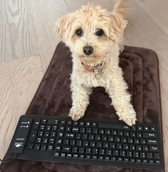 Звільнений з Meta інженер навчив собаку "вайбити" відеоігри за допомогою Claude Code 13