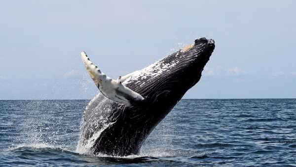 Мог ли «кит» стать причиной падения курса биткоина