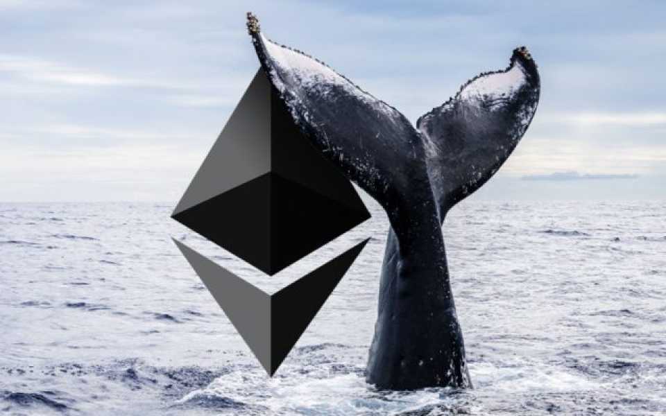 Кіт продав Ethereum надто рано і втратив $2,67 млн.