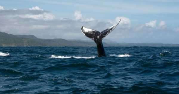 Китайский биткоин-кит переводит криптовалюту обратно на Huobi