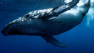 Аналитики зафиксировали ослабление активности биткоин-китов