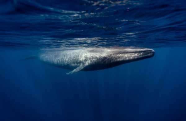 Таинственный биткоин-кит из Китая держит на своем кошельке 94,000 BTC